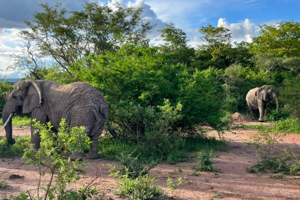 Safaris in Rwanda from Germany