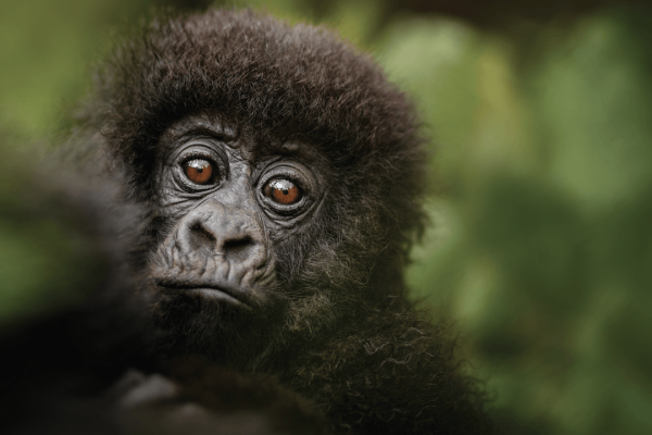 gorilla trekking in rwanda, rwanda gorilla safaris, gorilla treks in rwanda, mountain gorilla trekking, safaris in rwanda, gorilla adventure tours, gorilla adventure safaris, gorilla trekking adventures