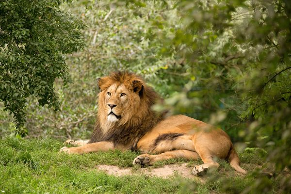 5 days akagera big 5 safari