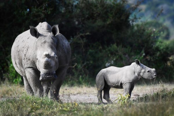 Booking your game drives in Akagera National Park Rwanda through a reputable operator ensures you get the most out of your Akagera adventure, Safaris in Rwanda from Germany, 5 days akagera rwanda safari